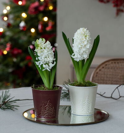 Skog sinkpotte krem 10 cm Skog sinkpotte krem 10 cm